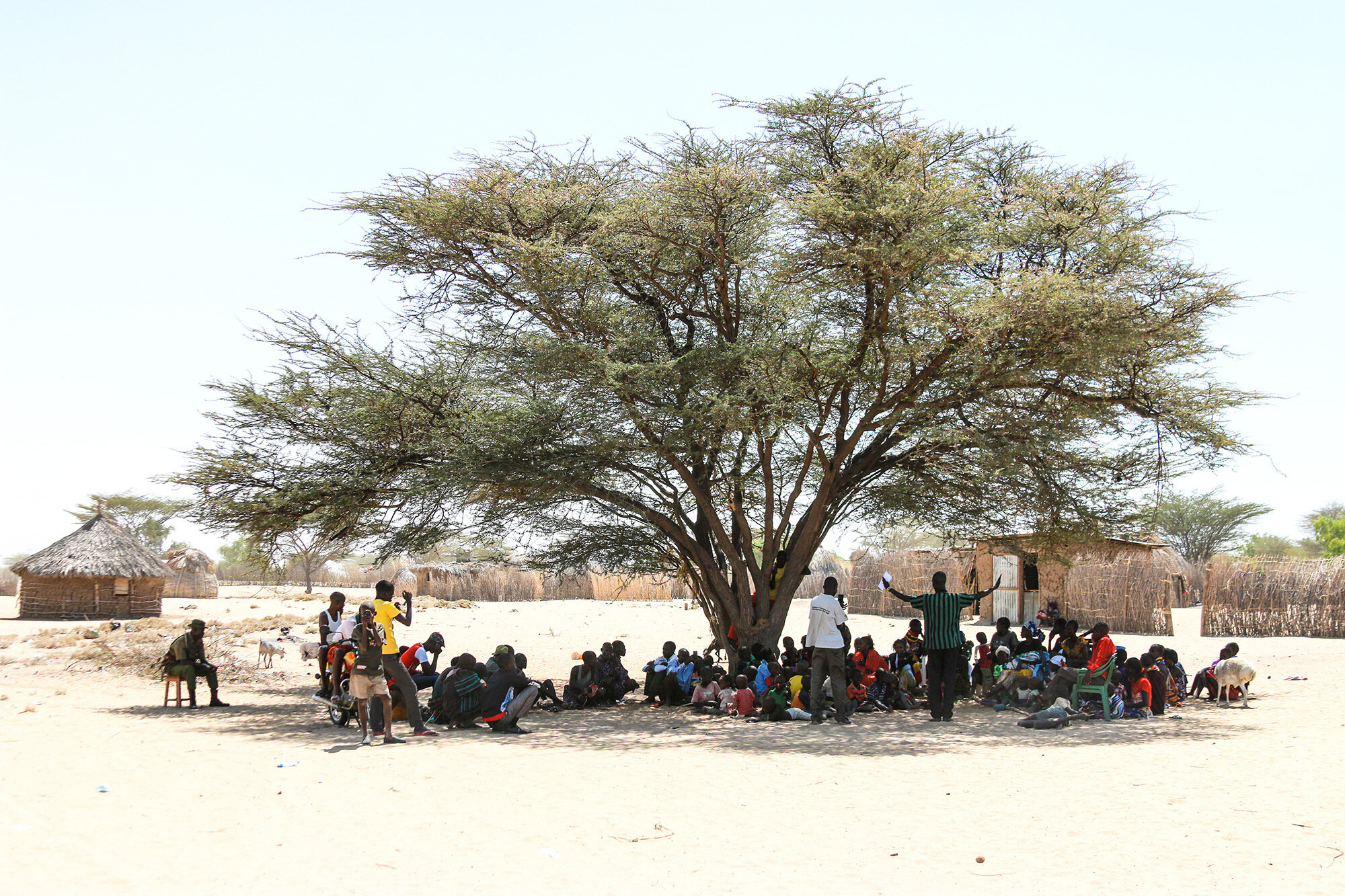 Community gathering beneath a tree